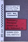 Etiketten zu Procraerus preussi (NHMW-ZOO-COL-0007314)